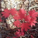 치악산자연휴양림 이미지