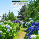 상창리사무소 주차장 | 6월 제주도 여행 제주오름 추천 병악오름 제주도 수국 명소