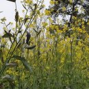 촉석초 앞 이미지