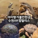 렙틸리스파충류샵 - 화성시 병점중앙로 156 | 수원 실내 가볼만한 곳｜AK수원 렙틸리스 파충류 구경 후기