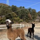 고목목장 | 남이섬 단풍 . 가평양떼목장 - 11월 5일 방문