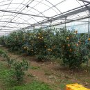 은영농장 이미지