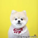 멍멍뷰티 이미지