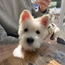 꼬망스 펫 살롱 이미지