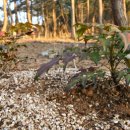 하늘빛으로 물든새 이미지