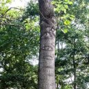 오동나무 이미지