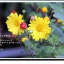 원곡 이미지