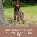 트러플(송로버섯) 이미지
