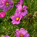 코스모스부동산중개 이미지