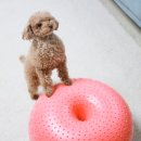 한국덴탈 이미지