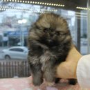 부산강아지분양 알프펫 이미지