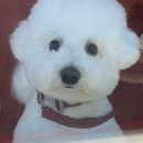 슈앤트리 이미지