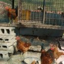 새터농장 이미지