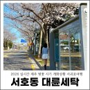 대륜동 호근썬마트 맞은편 | 2026 제주 벚꽃 시기 서귀포 벚꽃 여행 대륜세탁 실시간 개화상황