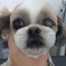 심쿵하개 이미지