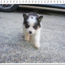 양평특수견 이미지