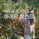 창천감귤농장 | 제주 서귀포 귤 따기 체험🍊 제주 겨울여행 추천 예래팜 체험농장 창천점