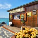 제주코기네 이미지