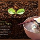 비빔가 이미지