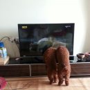 아띠모리 이미지