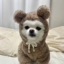 가이아펫 이미지