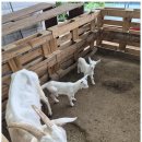 몸사랑농장 이미지