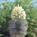 행복나무 이미지