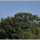 백로서식지 이미지