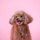 멍멍나래 이미지