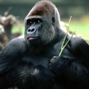 고릴라(Gorilla) 이미지