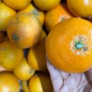 국민농장 2 이미지