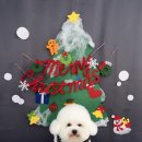 다원하개 이미지