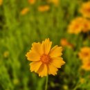 낙동강둔치 구미보명품화장실 | 대구 근교 가볼만한곳 구미 금계국 포토스팟 추천 개화시기 주차장