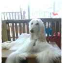 블루페퍼 이미지