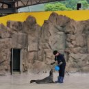 서울대공원 동물원 리프트 코끼리열차 패키지 (싸움구경 후기)