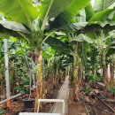 보성농원 | [다향농원] 보성 아이랑 바나나 따기 정글탐험 체험 후기