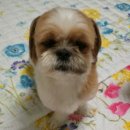 밍키애견 이미지