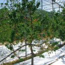 열매농장 이미지