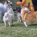 휴식(HUSIK) 댕댕이 유치원 | 우리 댕댕이, 이제 걱정 없이 맡겨요! 인천 강아지호텔 추천!