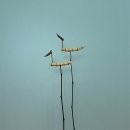 구름속의 산책 이미지