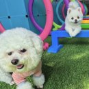 파파퍼피 DOG하우스 이미지