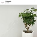 해피플라워 이미지