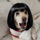 웰케어동물병원 | [웰케어 O/V 후기] 검은 콩 같은 눈동자, 강아지 눈영양제