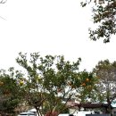 제주추사관 | 제주 추사관 | 김정희유배지