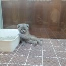 프리펫 강아지분양 고양이분양 천안본점 이미지