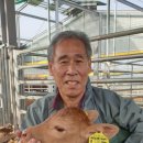 개량농장 이미지