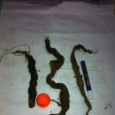 도마1리 이미지