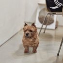 [마태오] 시엠프레꼬모도밍고 해방촌 반려동물 동반 카페