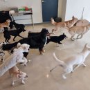 댕글벙글 이미지