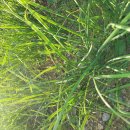 향수 농장 이미지